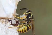 Goode Wasp Removal Brisbane image 7